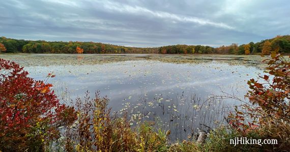 Lily pad covered pond surrounded by fall foliage