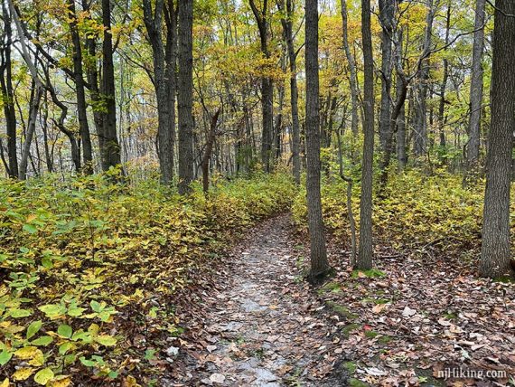 Trail with bright yellow foliage