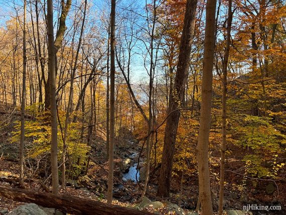 Fall foliage around a stream in a ravine