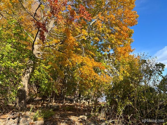 Bright orange yellow leaves on a large tree