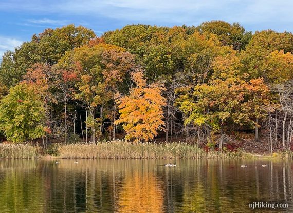 Bright orange and yellow foliage reflected in a lake