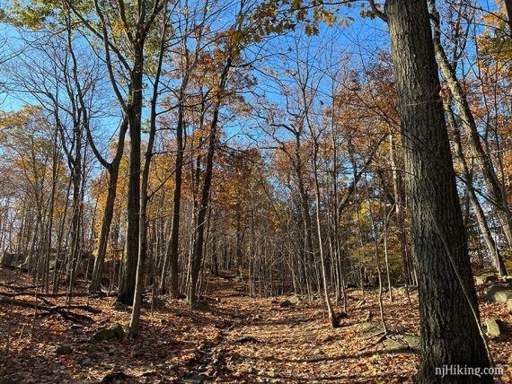 Trees with half their leaves still, along a trail