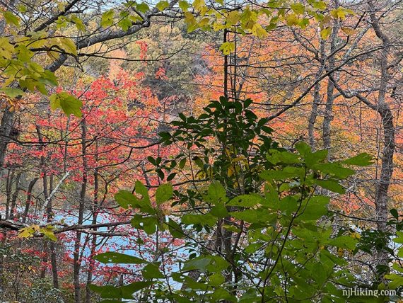 Close up of pink and yellow leaves