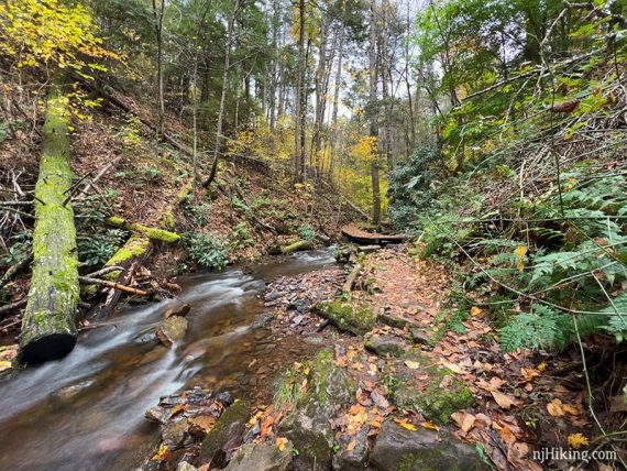 Stream in a ravine