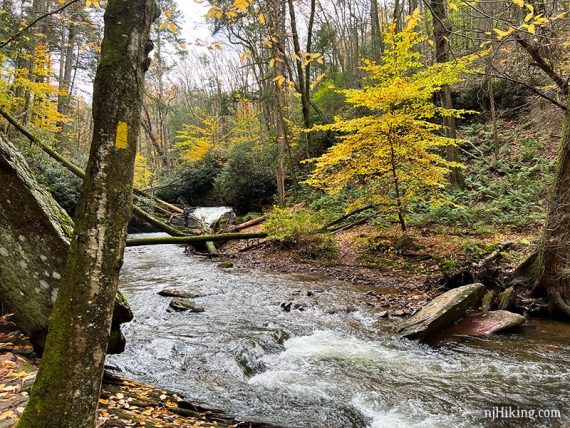 Water flowing next to bright yellow tree