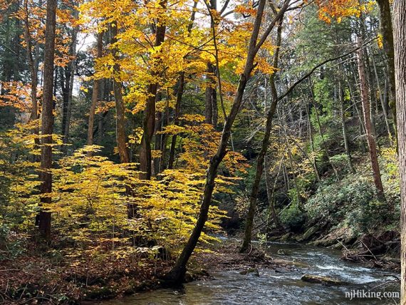 Bright yellow tree by a stream