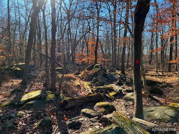 Red marker on ridge trail.