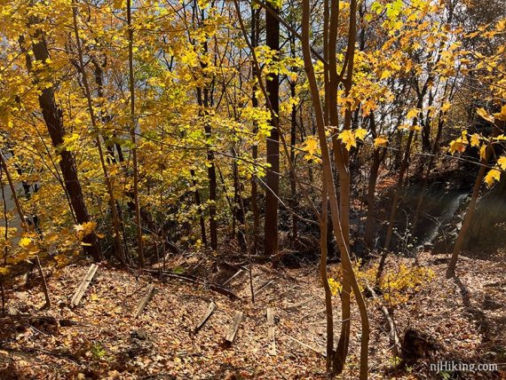 Wooden boards on a zig zagging trail surrounded by bright yellow foliage.