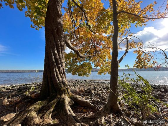 Tree with large roots near a river.