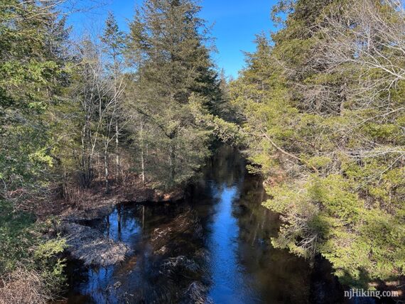 Creek surrounded by pine trees.