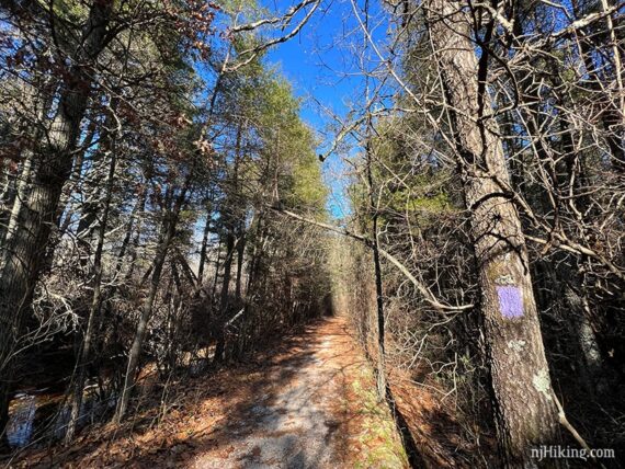 Purple trail marker on a tree next to a flat straight trail
