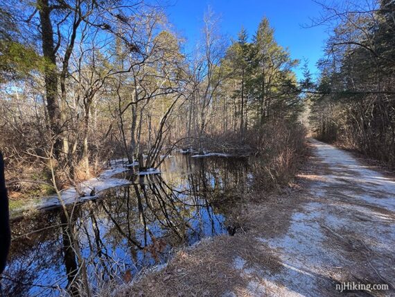 Sand road next to flooded trees.