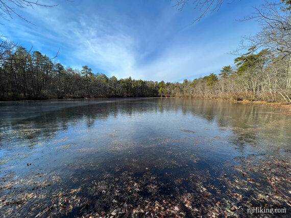 Frozen pond surrounded by green pine trees