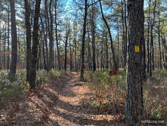 Yellow trail marker on a tree in a pine forest.