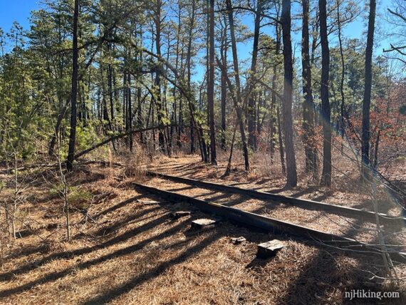 Railroad tracks in a pine forest