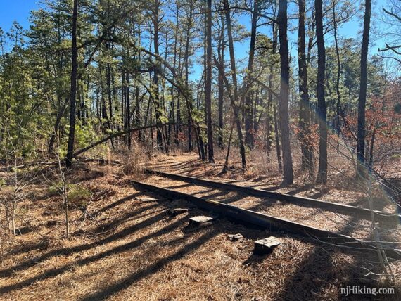 Railroad tracks in a pine forest.