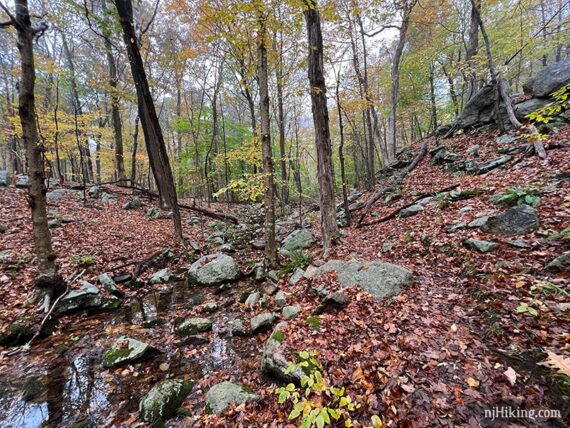 Trail next to a stream with yellow trees