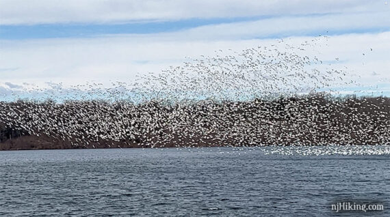 Snow geese flying over water
