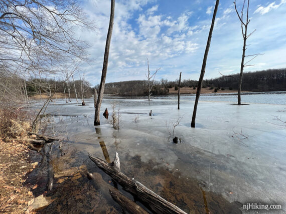 Frozen reservoir with dead trees sticking out of the ice