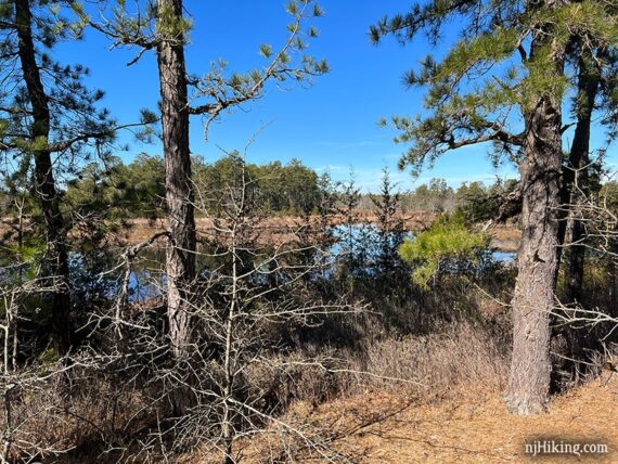 Mullica River seen beyond pine trees.