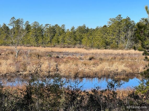 River with pine trees beyond it.