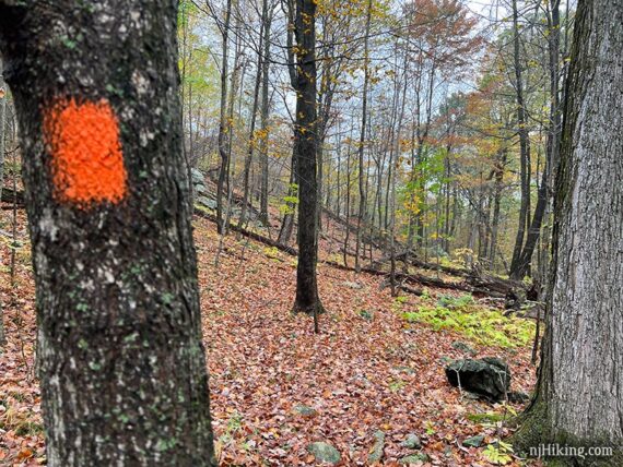 Bright orange blaze on a tree