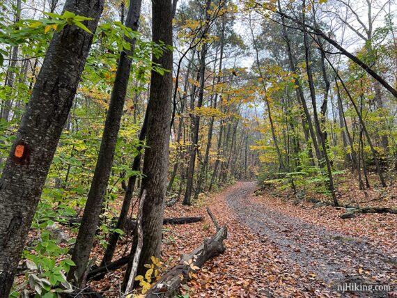 Wide flat woods road with an orange blaze on a tree