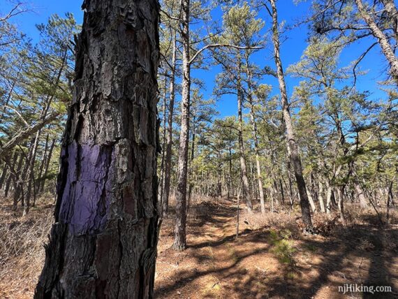 Purple blaze on a tree.