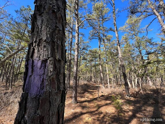 Purple blaze on a tree