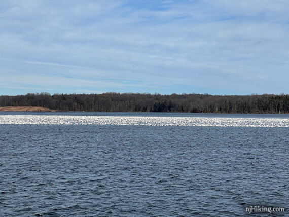 Thousands of white snow geese sitting together on water