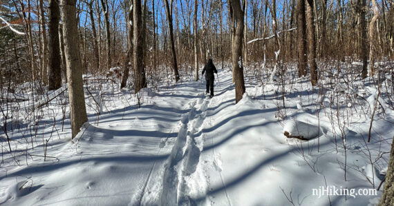 Snowshoer in a pine forest