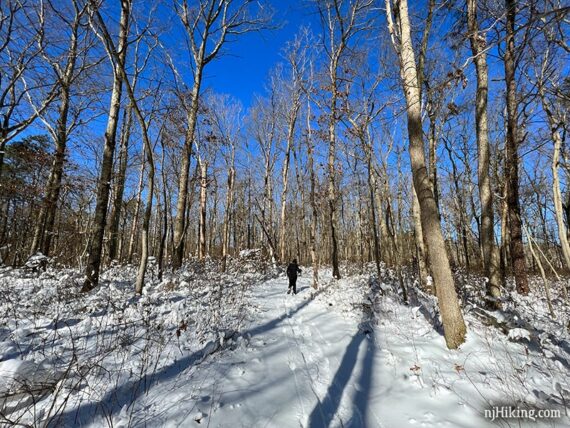 Snowshoeing in a forest