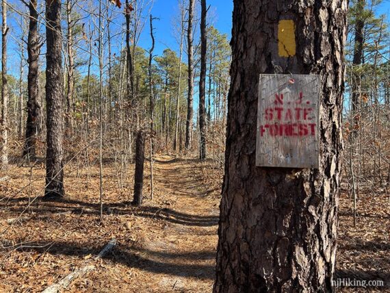 NJ State Forest sign and yellow marker on pine tree.