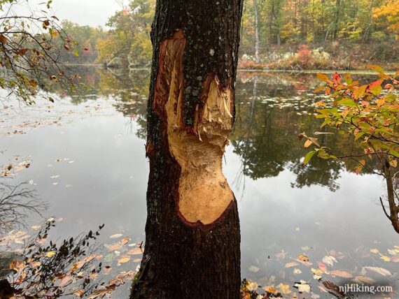 Tree with a chunk gnawed away