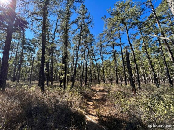 Skinny sand trail through tall pine trees.
