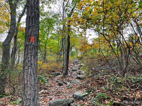 Orange marker on a tree along a rocky trail