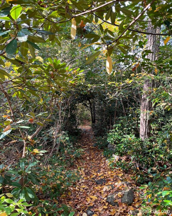 Rhododendron tunnel over a leaf-covered hiking trail