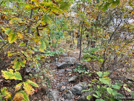 Rock filled trail surrounded by dense green and yellow leaves