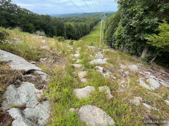 Turkey Mountain's 100 Steps that follow a power line cut down a hill