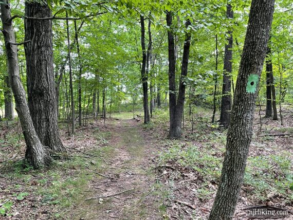 Tree with green dot trail marker.