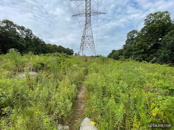 Hiker on an overgrown trail under a large power line tower.