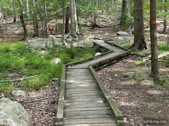 Trail boardwalk with an orange marker on a tree.