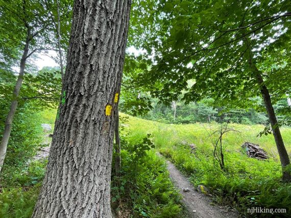 Yellow and Green blazes on a tree near a power line cut trail.