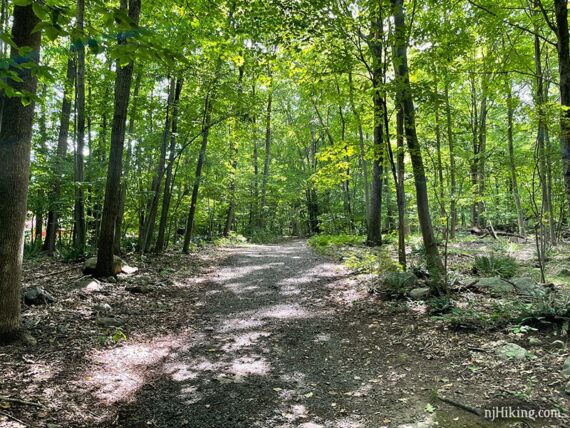 Wide flat trail surrounded by green foliage.