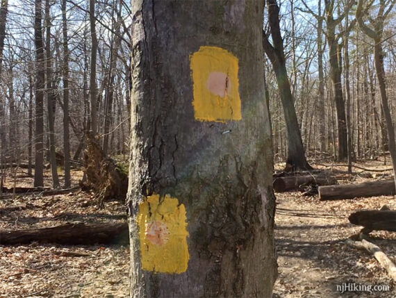 Painted trail markers on a tree
