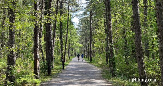 Bikers on a wide flat gravel rail trail lined with tall green pine trees