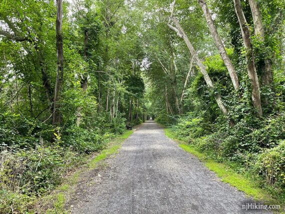 Wide black gravel rail trail flanked with tall green trees