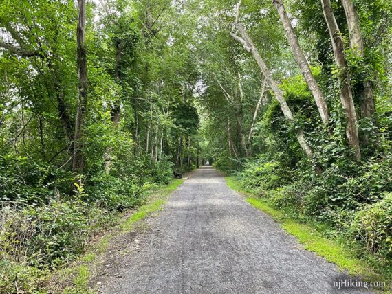 Wide black gravel rail trail flanked with tall green trees.