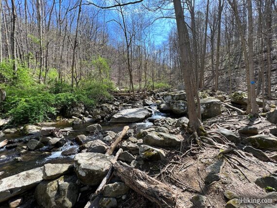 Rooty and rocky trail along a stream