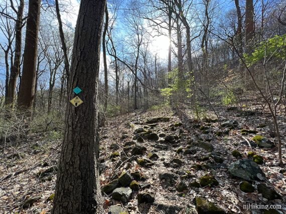 Teal and yellow markers on a tree along a rocky trail